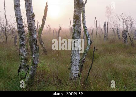 Bouleau (Betula spec.), lande effrayante - birches morts, Allemagne, Basse-Saxe, Goldenstedter Moor Banque D'Images