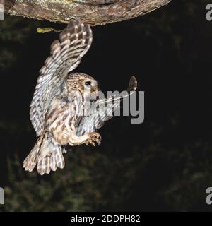 Petit hibou (Athene noctua), en vol de nuit, Allemagne, Bade-Wurtemberg Banque D'Images