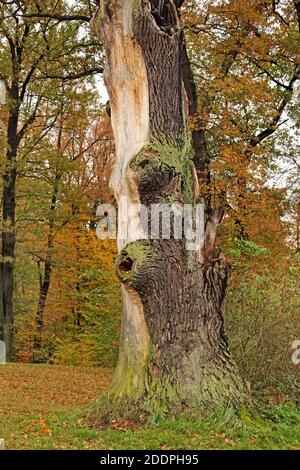 Chêne (Quercus spec.), vieux tronc de chêne en automne, Allemagne, Saxe, Bad Muskau, Pueckler Park Banque D'Images