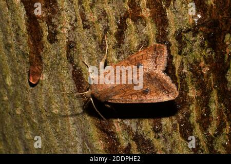 Le Brick (Agrochola circellaris, Sunira circellaris, Phalaena circellaris), assis à un appât à l'écorce, vue dorsale, Allemagne, Rhénanie-du-Nord-Westphalie Banque D'Images