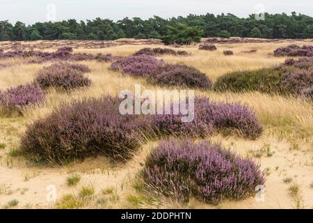 Commune chiné, Ling, Heather (Calluna vulgaris), lande en fleurs sur une dune, pays-Bas, Gelderland, Parc national Hoge Veluwe Banque D'Images