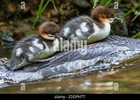 goosander (Mergus merganser), deux poussins sur le dos de la mère, Allemagne, Bade-Wurtemberg Banque D'Images