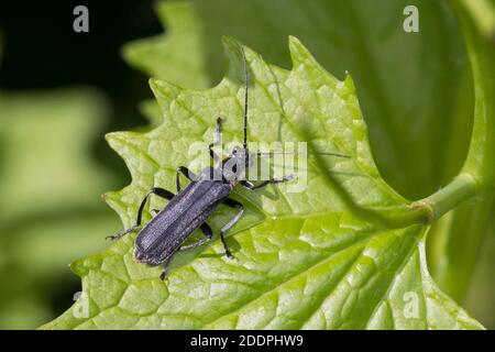 Coléoptère de soldat noir (Cantharis obscura, Cantharis bicolor), assis sur une feuille, vue dorsale, Allemagne Banque D'Images