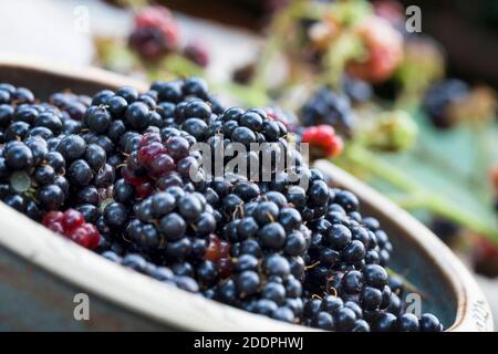 mûre de rubis (Rubus fruticosus), mûres récoltées, Allemagne Banque D'Images