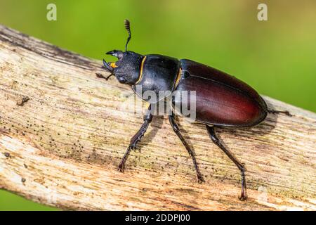 Dendroctone du cerf, dendroctone du cerf européen (Lucanus cervus), femme, Allemagne, Bade-Wurtemberg Banque D'Images