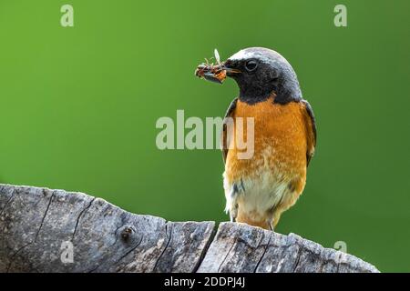 redstart commun (Phoenicurus phoenicurus), mâle avec des insectes collectet dans le projet de loi, Allemagne, Bade-Wuerttemberg Banque D'Images