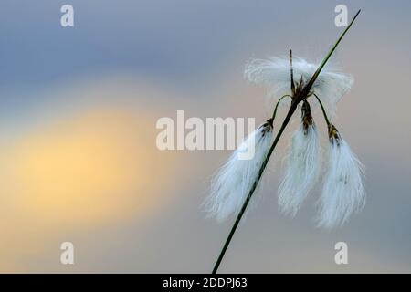 Coton-herbe commun, coton-herbe à feuilles étroites (Eriophorum angustifolium), fructification en contre-jour, Allemagne, Basse-Saxe, Goldenstedter Moor Banque D'Images