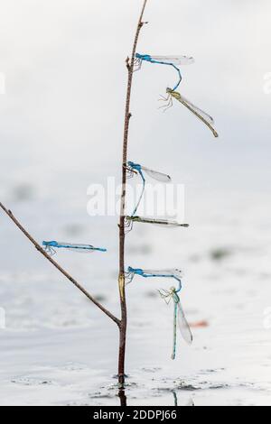 Damselfly bleu commun, damselfly commun (Enallagma cyathigera, Enallagma cyathigerum), plusieurs tandems homologues à une tige, Allemagne, Basse-Saxe, Banque D'Images