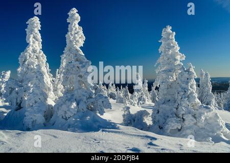 Épinette de Norvège (Picea abies), spruces enneigés sur le Brocken, Allemagne, Saxe-Anhalt, parc national de Harz, Brocken Banque D'Images