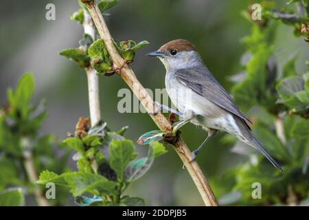 Blackcap (Sylvia atricapilla), femelle perchant sur une branche, Allemagne, Bade-Wuerttemberg Banque D'Images