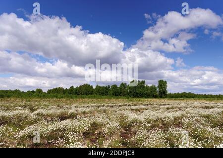 Coton de queue de lièvre, coton de Tussock, caramel de mouton (Eriophorum vaginatum), herbe de cuisine à fruits à Goldenstedter Moor, Allemagne, Banque D'Images