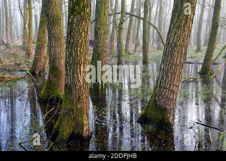 Aulne commun, aulne noir, aulne européen (Alnus glutinosa), forêt fantôme - aulne carr au lac Duemmer, Allemagne, Basse-Saxe, Duemmer See, Lembrouch Banque D'Images