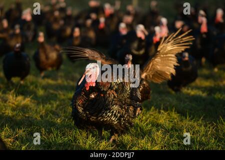 Termonfeckin, Co., Louth, Irlande. 25 novembre 2020. Dindes de bronze à portée libre à la ferme de McEvoy dans le village de Termonfeckin, près de Drogheda. Malgré la pandémie du coronavirus et les restrictions de niveau 5 en place qui pourraient limiter les rassemblements de Noël, l'agriculteur turc David McEvoy a indiqué que les commandes avaient augmenté de 50 %. . Crédit : ASWphoto/Alamy Live News Banque D'Images