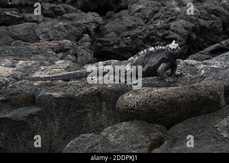 Iguana marine marchant sur la rive rocheuse de lave du port d'Egas à l'île de Santiago dans l'archipel des Galapagos. Banque D'Images