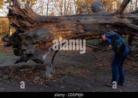 HOMME REGARDANT L'ARBRE RENVERSÉ À HAMPSTEAD HEATH Banque D'Images