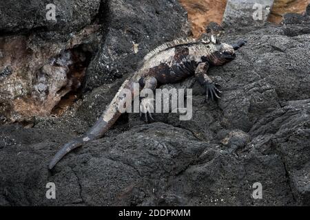 Iguana marine marchant sur la rive rocheuse de lave du port d'Egas à l'île de Santiago dans l'archipel des Galapagos. Banque D'Images
