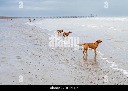 Randonneurs de chiens appréciant un après-midi agréable sur Cliping Beach près de Littlehampton, West Sussex à marée basse avec les labradors appréciant d'être hors de la tête Banque D'Images