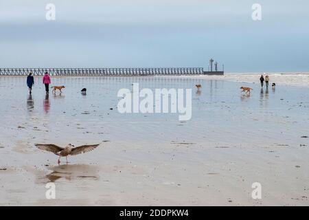 Randonneurs de chiens appréciant un après-midi agréable sur Cliping Beach près de Littlehampton, West Sussex à marée basse avec les labradors appréciant d'être hors de la tête Banque D'Images