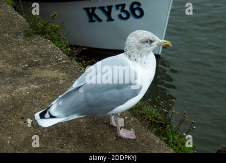 Goéland argenté adulte en plumage d'hiver. Port de St Andrews, Fife, Écosse. Banque D'Images