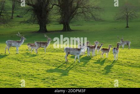 Cerfs de jachère et cerfs, Milnthorpe, Cumbria. ROYAUME-UNI Banque D'Images