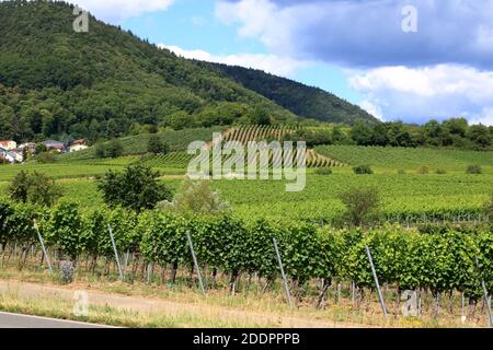 Vignobles le long de la rue du vin allemand en été Banque D'Images