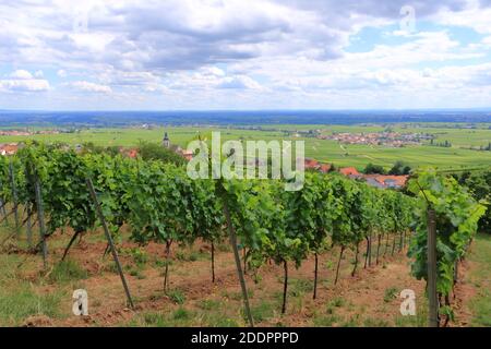 Vignobles le long de la rue du vin allemand en été Banque D'Images