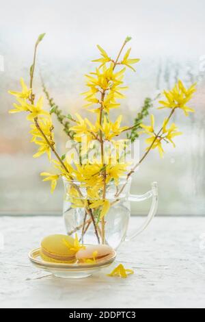 Bouquet de fleurs de forsythia dans un vase en verre sur le rebord de la fenêtre gros plan et délicieux macarons sur un fond clair Banque D'Images