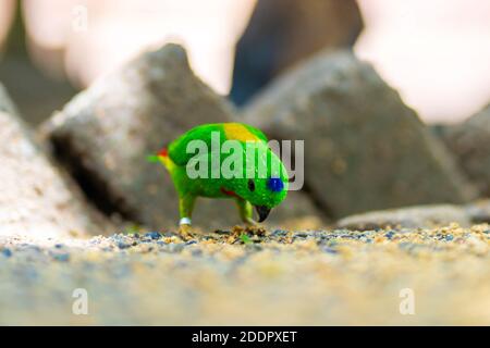 Très petit et mignon perroquet vert vif loriculus galgulus ou perroquet bleu couronné, nourriture de piting. Banque D'Images