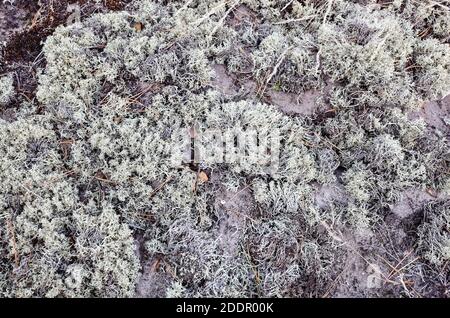 Fond de mousse de forêt blanche. Lichen arctique / renne / Cladonia Stellaris. Vue de dessus Banque D'Images