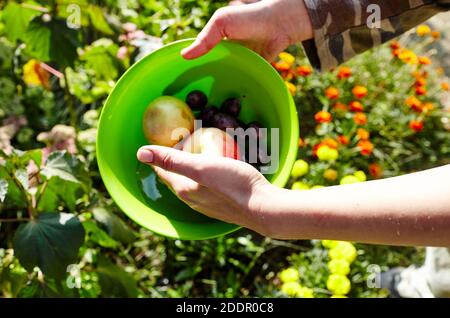 Lavage des fruits. Gros plan de femme mains laver des fruits dans le jardin. Banque D'Images