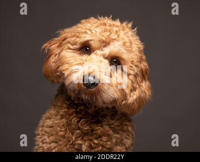 Le chien de Cavapoo a l'air curieux de l'appareil photo sur un fond gris Uni. Banque D'Images