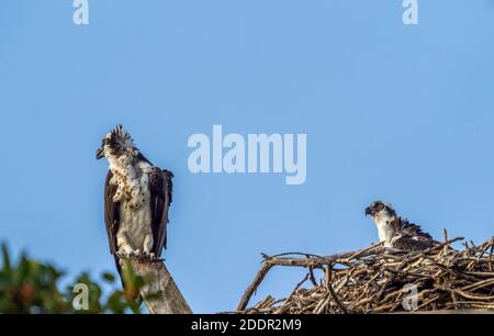 Paire d'Osprey dans un nid aganiste un ciel bleu Sur l'île Sanibel, dans le sud-ouest de la Floride, dans les États de l'Umis Banque D'Images