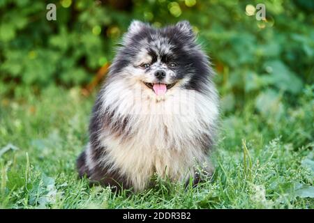 Chien spitz de Poméranie dans l'herbe de jardin. Mignon chiot pomeranian à pied. Chien de pompon amusant et familial. Banque D'Images