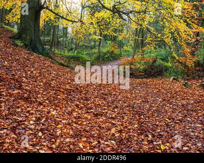 Sentier couvert de feuilles tombées sous un arbre de beexh dans Parc Mackintosh Knaresborough North Yorkshire Angleterre Banque D'Images