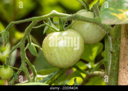 Bouquet de grosses tomates vertes sur un arbre, poussant une sélection de tomates en serre. Banque D'Images