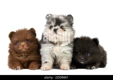 Trois chiots Spitz de Poméranie isolés. Chiens pomeraniens mignons sur fond blanc, marron, noir et gris. Race de Spitz de race pure, familiale Banque D'Images