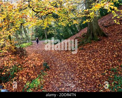 Coureur sur un sentier dans les bois d'automne au parc Mackintosh Knaresborough North Yorkshire, Angleterre Banque D'Images