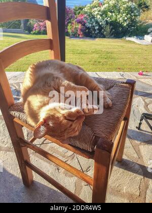 Beau chat de gingembre élégant est de dormir sur un bois sur un matin ensoleillé dans un jardin. Banque D'Images