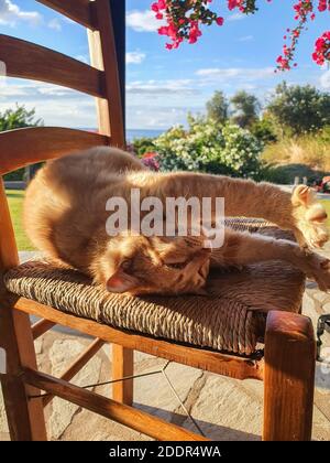 Beau chat de gingembre élégant est de dormir sur un bois sur un matin ensoleillé dans un jardin. Banque D'Images