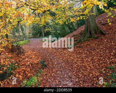 Sentier couvert de feuilles tombées sous un arbre de beexh dans Parc Mackintosh Knaresborough North Yorkshire Angleterre Banque D'Images