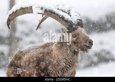 Portrait de l'ibex alpin en hiver (Capra ibex) Banque D'Images