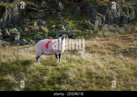 Un mouton Swaledale récemment marqué dans le parc national de Lake District en automne, Cumbria, Angleterre. Banque D'Images