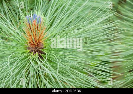 Pinus montezumae 'parc de Heffield'. Pine 'Heffield Park'. Cônes naissants Banque D'Images