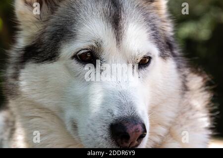 Gros plan du chien husky, portrait Banque D'Images