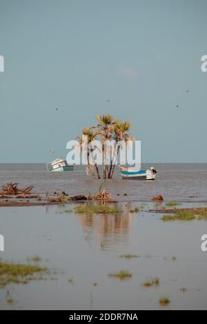 Palmiers dans l'eau Banque D'Images