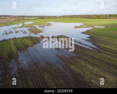 Champ inondé de fortes pluies avec de jeunes grains germés de blé d'hiver. Banque D'Images