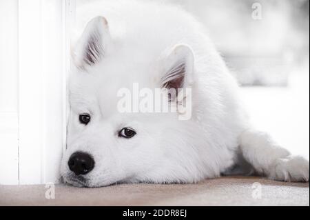 Portrait d'un magnifique chien blanc Samoyed. Banque D'Images
