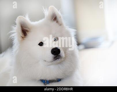 Portrait d'un magnifique chien blanc Samoyed. Banque D'Images