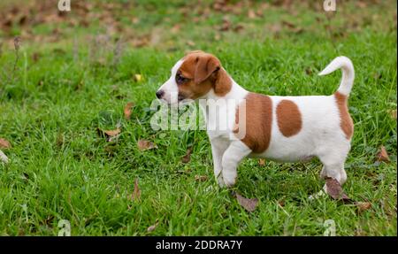 chiot jack russell sur l'herbe verte Banque D'Images