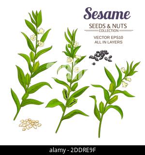 ensemble de vecteurs sesame Illustration de Vecteur